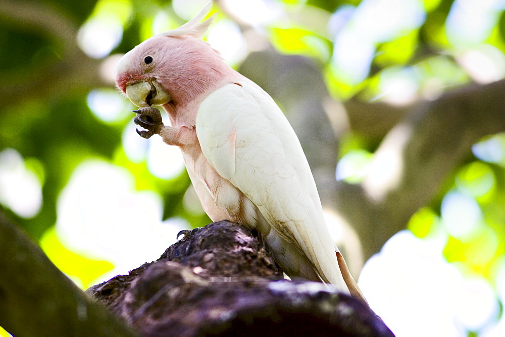 Major Mitchell Cockatoo perched on branch, Queensland, Australia