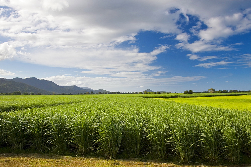 Sugar-cane paddock near Kuranda, Queensland, Australia