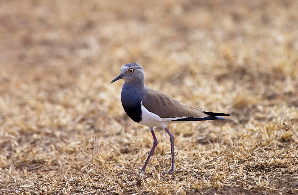 Black-winged Lapwing, Ngorongoro, Tanzania, East Africa