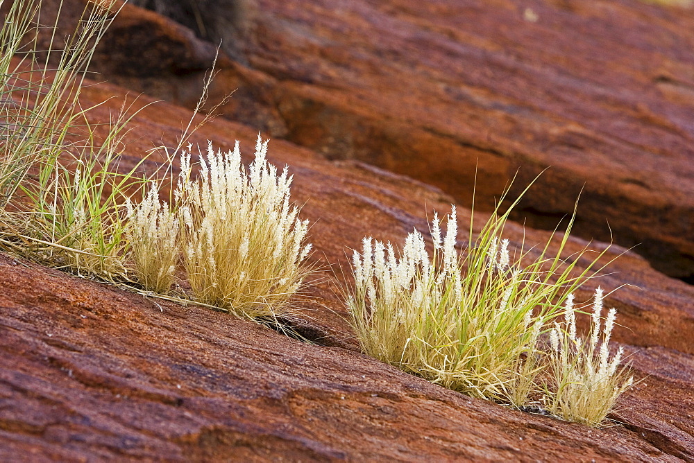 Grass growing in the cracks of Ayers Rock, Uluru, Red Centre, Australia