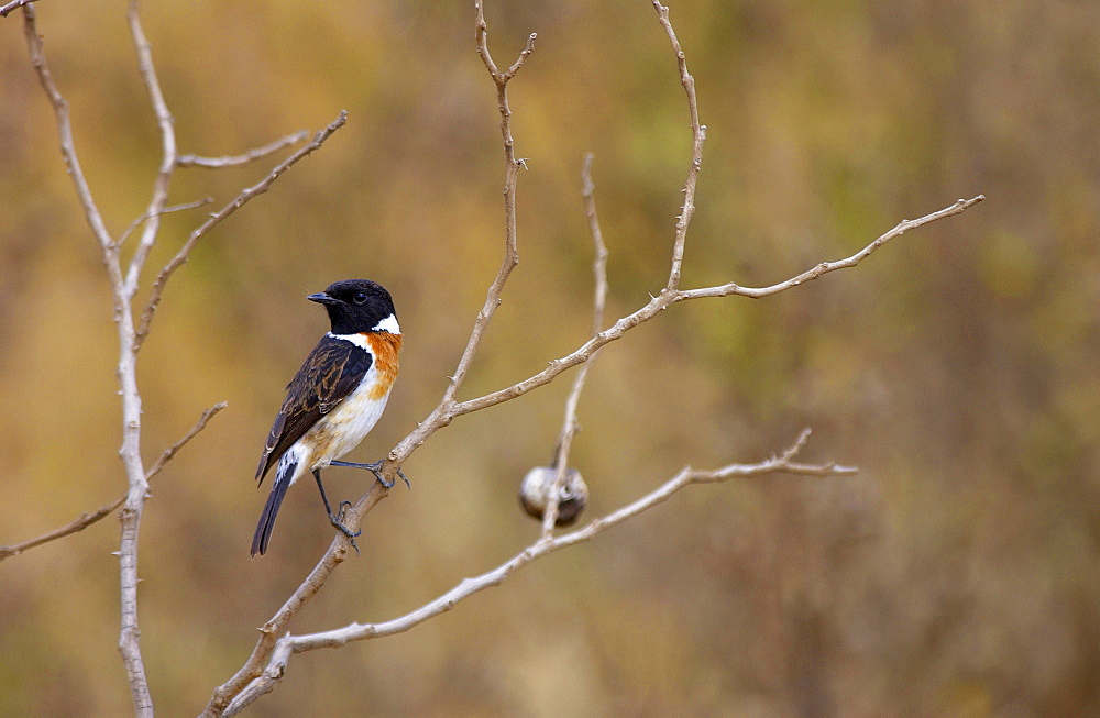 African Stonechat,  Ngorongoro, Tanzania, East Africa