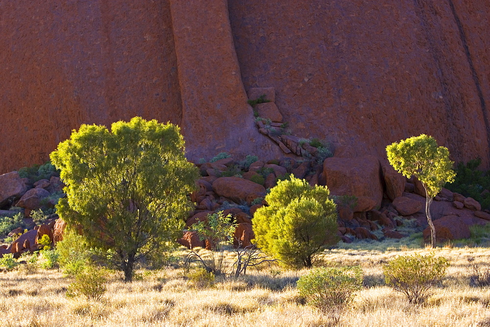 Trees at the base of Ayers Rock, Uluru, Australia