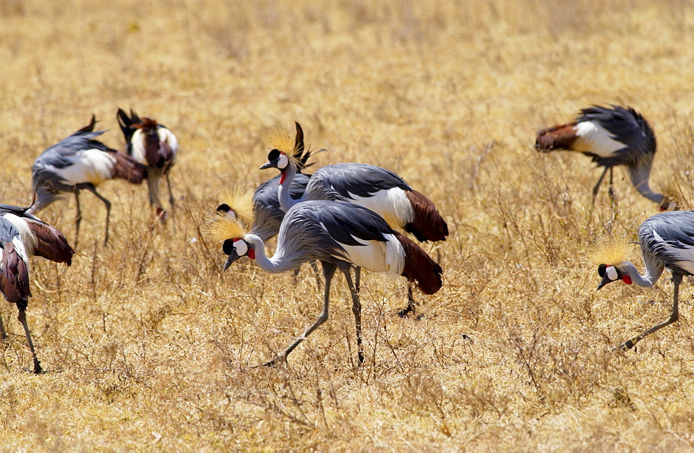 Grey Crowned- Crane,  Ngorongoro, Tanzania, East Africa