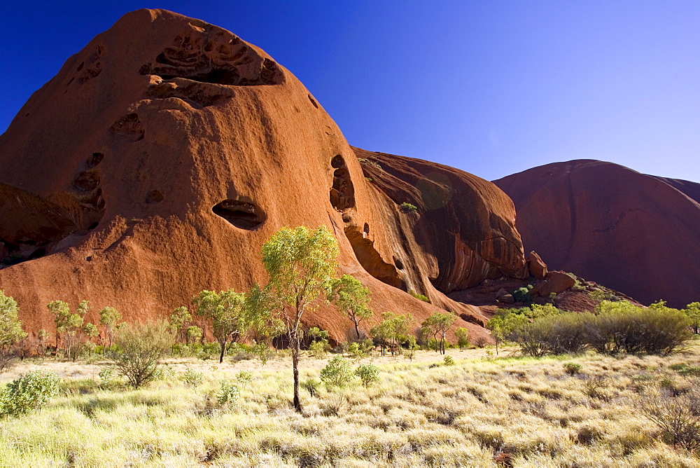 Trees at the base of Ayers Rock, Uluru, Red Centre, Australia