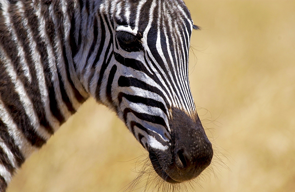 Common Plains Zebra (Grant's), Ngorongoro Crater, Tanzania