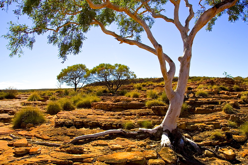 Trees at King's Canyon, Northern Territory, Australia