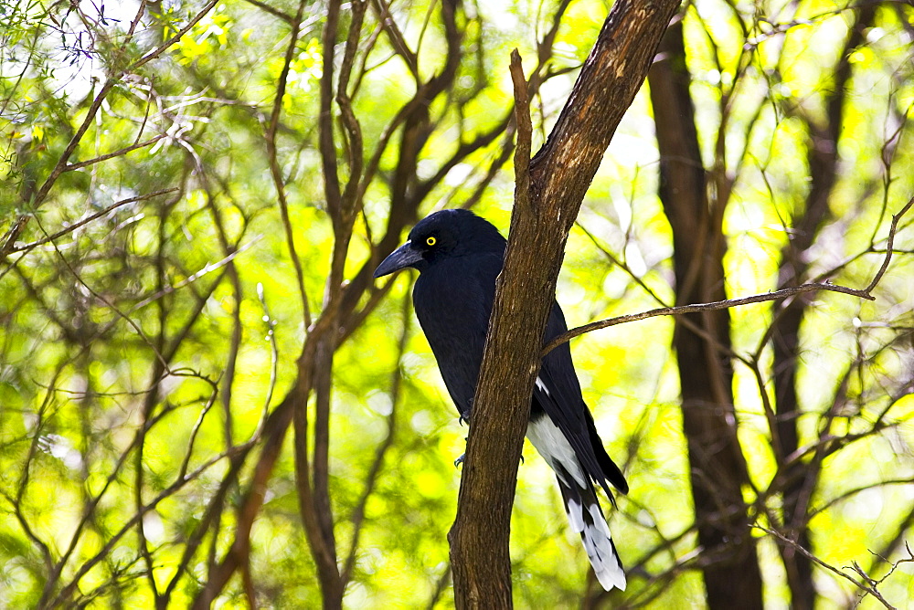 Pied Curraway bird (Magpie family) in the Blue Mountains National Park, Australia