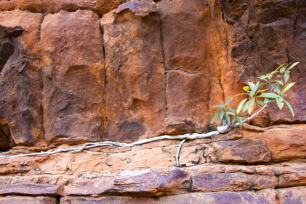 Vegetation grows roots in cracks of Mereenie sandstone at King's Canyon, Red Centre, Australia