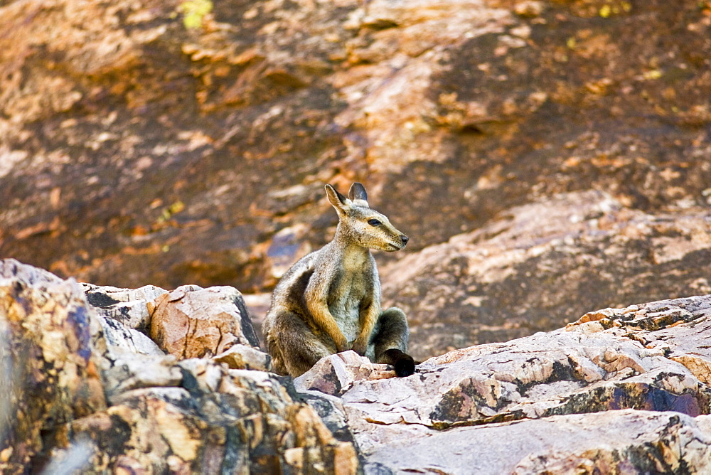 Wallaby sits on the rocks at Simpson's Gap, West Madonnell Mountain Range, Australia