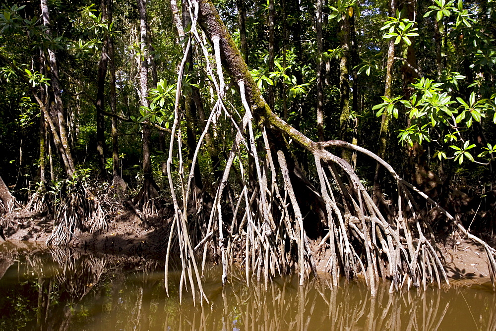 Mangrove roots  in shallows of Mossman River, Daintree, Australia