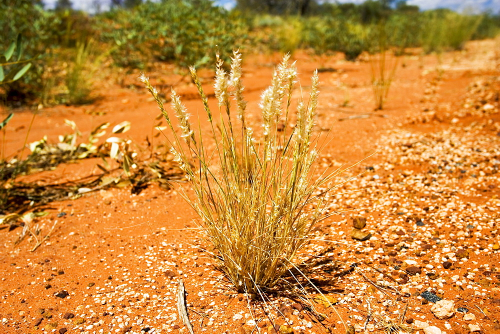 Spinifex grass grows in arid ground at King's Canyon, Northern Territory, Australia