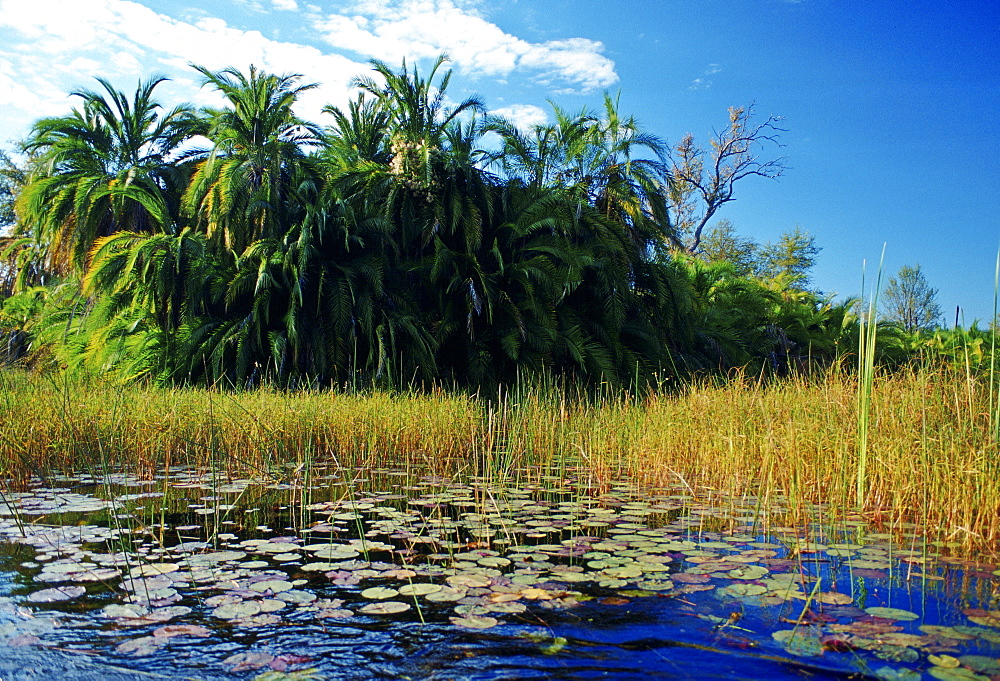 Okavango Delta, Botswana, Africa