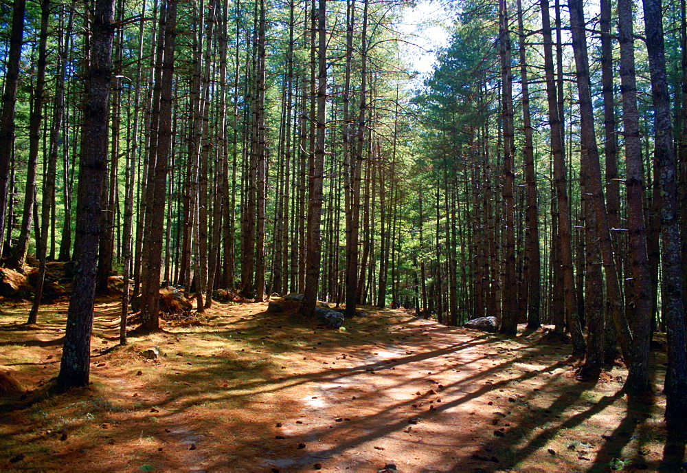 Forest, British Columbia, Canada