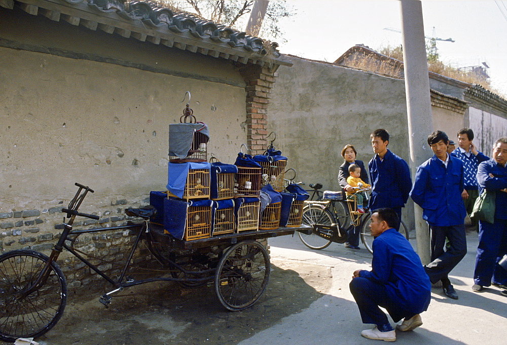 Song Birds For Sale, China.