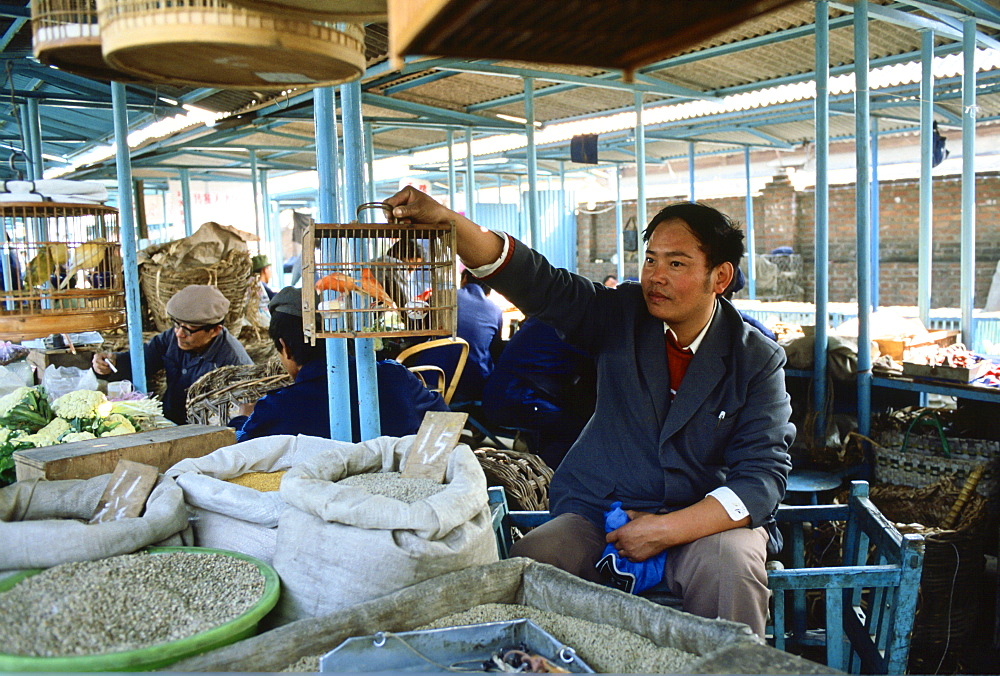 Canaries for sale in the Peking Market, China