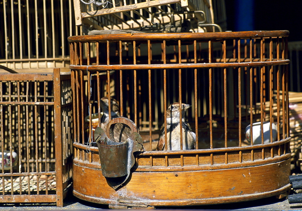 Caged birds for sale at a market in Beijing, China.