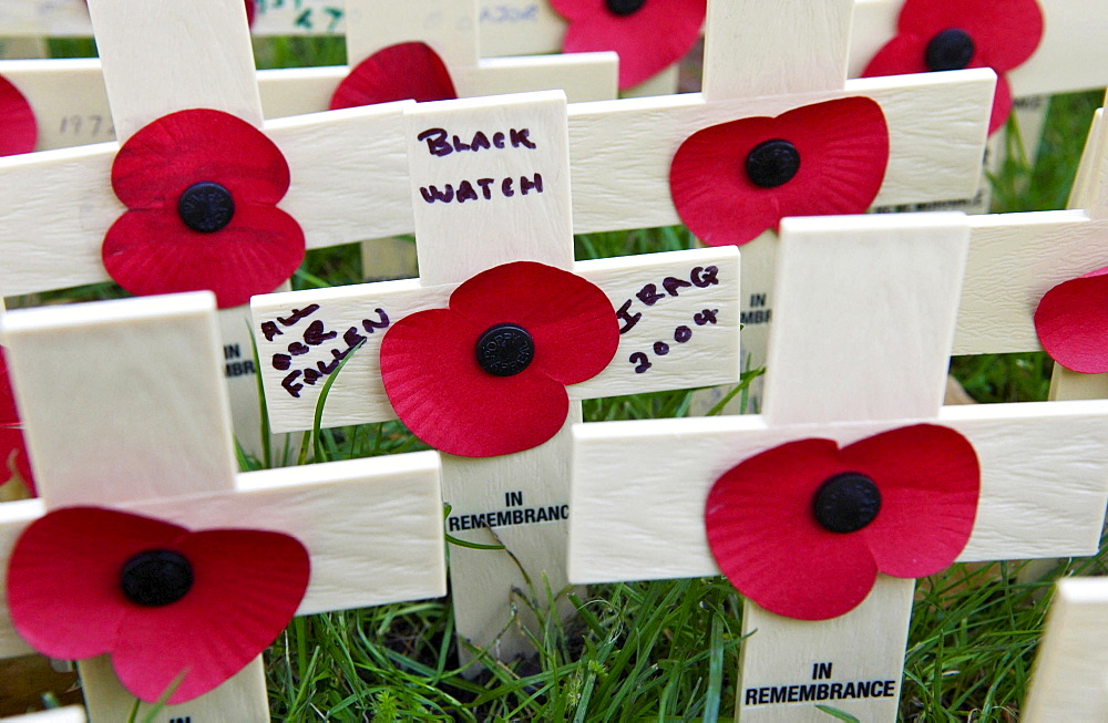 Wooden crosses and poppies in the field of remembrance at Westminster Abbey to commemorate those who have died in battle. Three of the crosses represent members of the Black Watch Regiment who have recently died in Iraq.