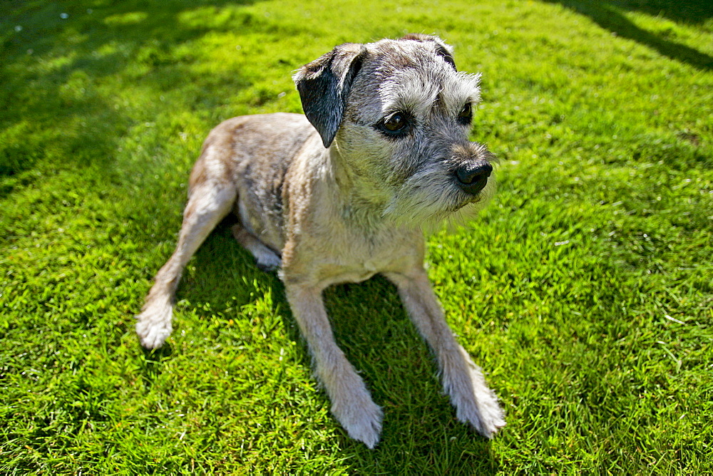 10 year-old Border Terrier dog, Jess,  sitting in the sunshine in a country garden, England