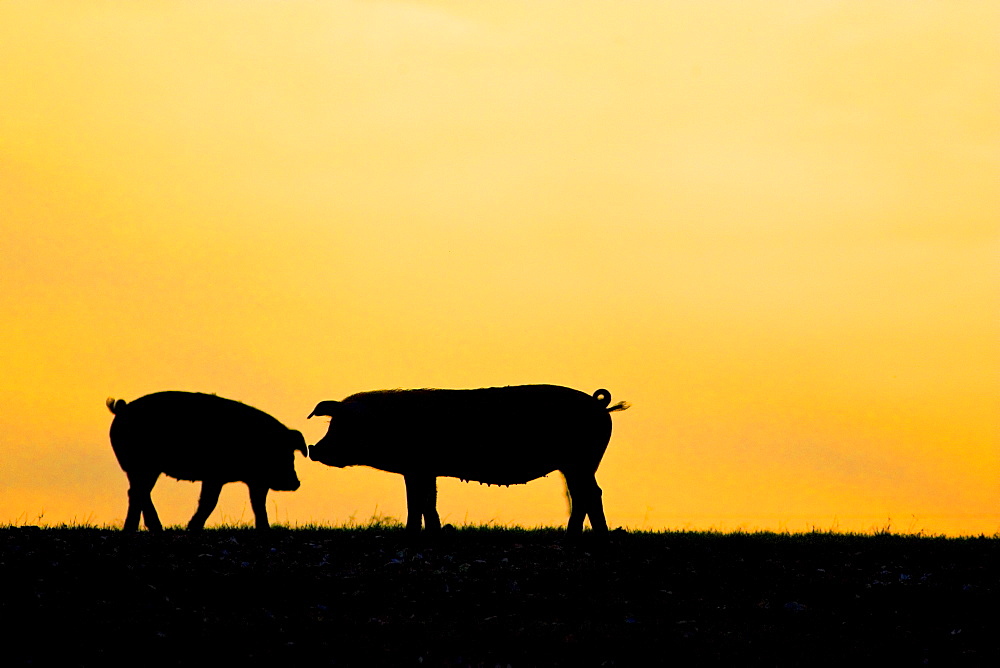 Pigs at sunset at Sheepdrove Organic Farm, Lambourn, England, United Kingdom