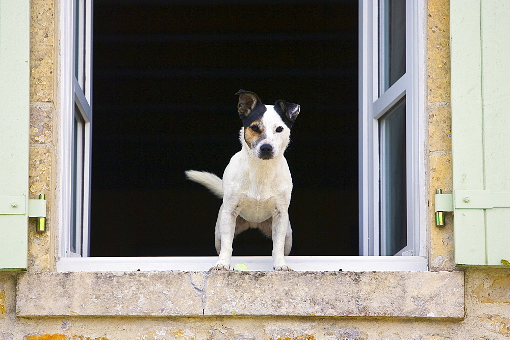 Jack Russell Terrier called Johnny Johnson guards his home in Normandy, France