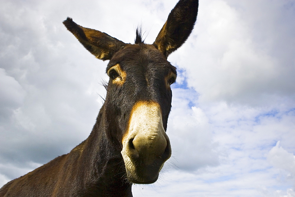 Donkey, Normandy, France