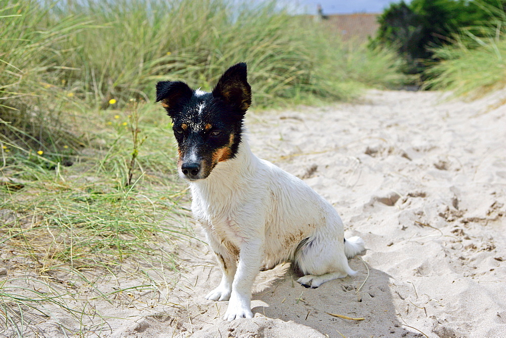 Young Jack Russell Bitch, Utah Beach, Normandy, France.