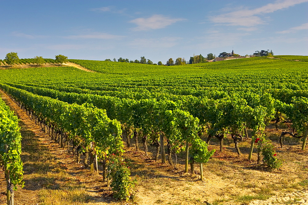 Vineyard, Preignac, Gironde region of France. The vineyard is in the grounds of the Chateau de Malle.