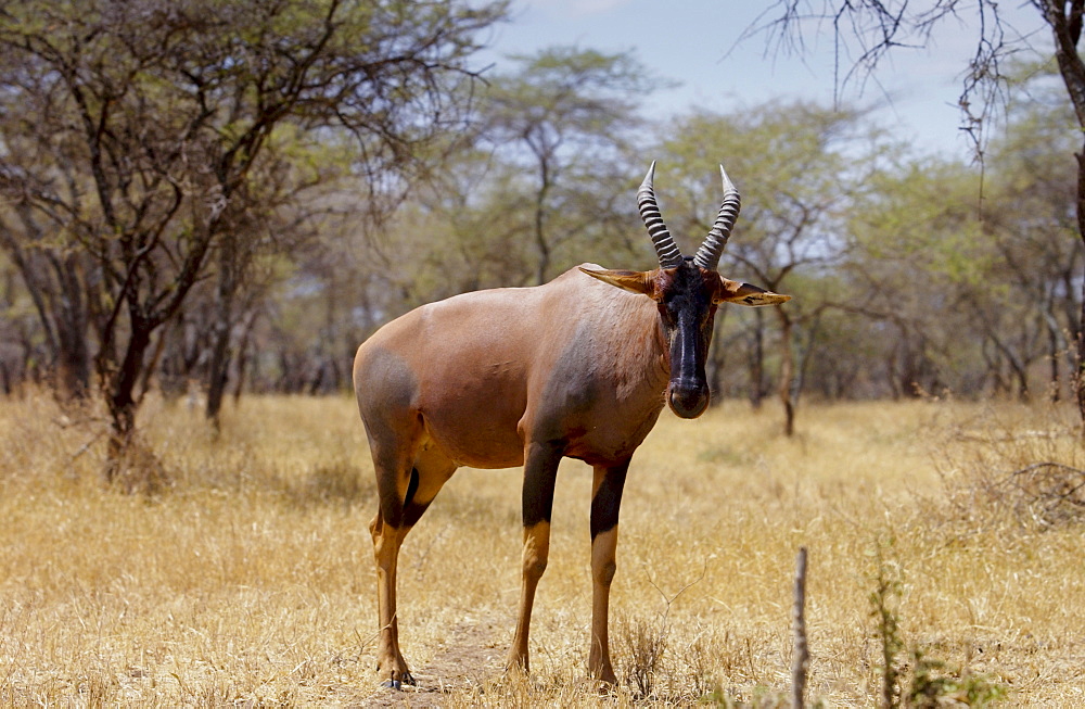 Topi, Serengeti, Tanzania