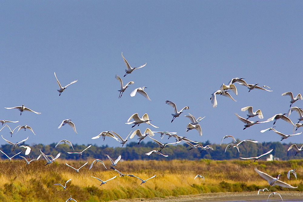 Flight of Spoonbills, Ars en Re,  Ile de Re, France