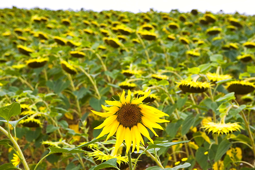 Sunflower field, Gascony, France