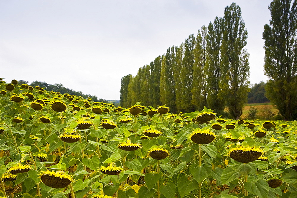 Sunflower field, Gascony, France