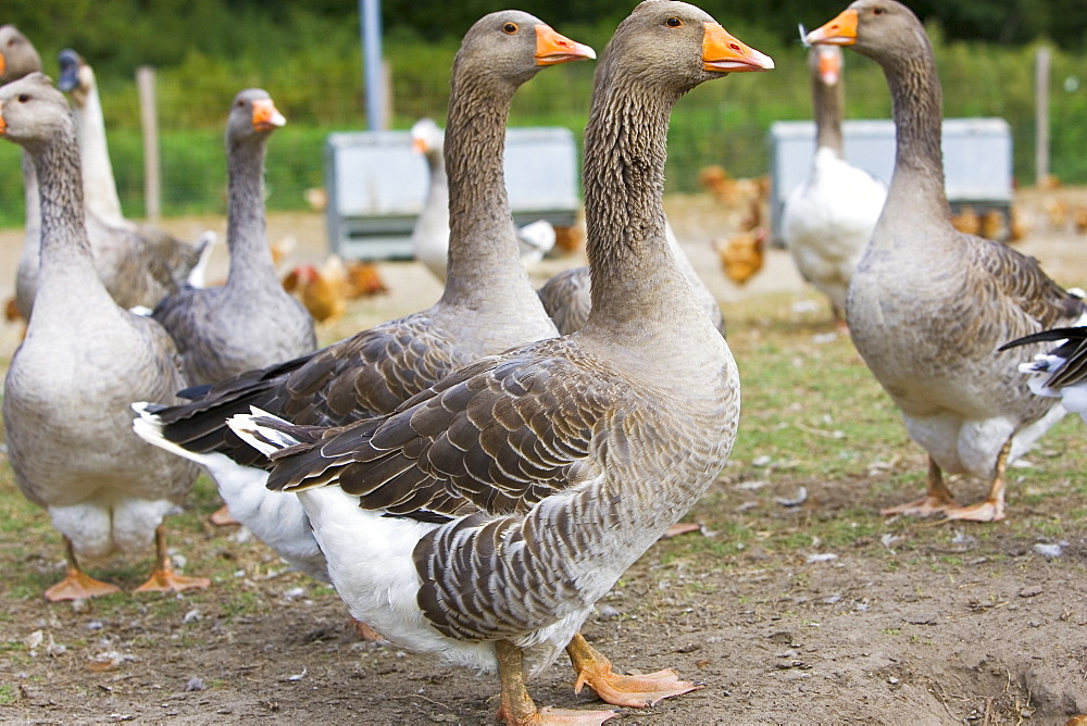 Fattened Toulouse Geese, France. Free-range birds may be at risk if Avian Flu (Bird Flu Virus) spreads