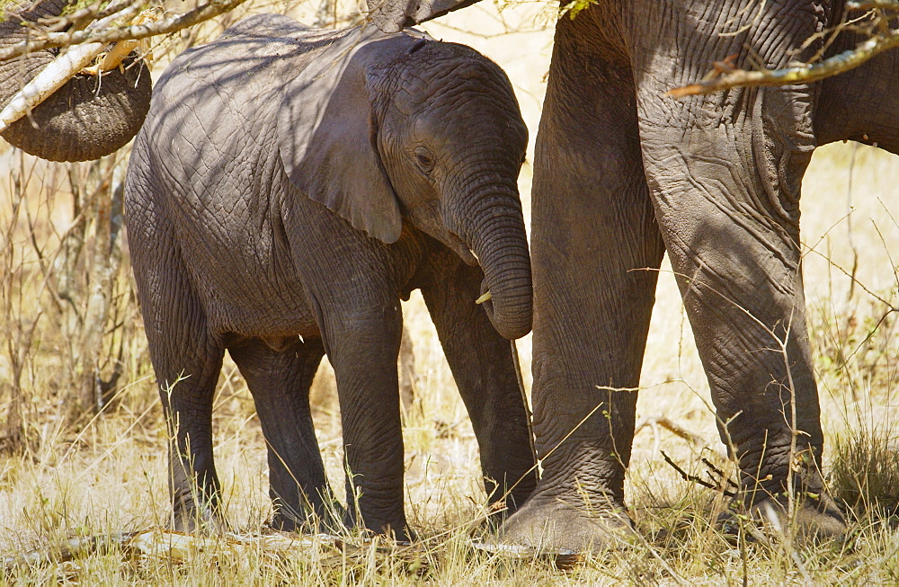 Elephant calf feeding with its mother  in Serengeti, Tanzania