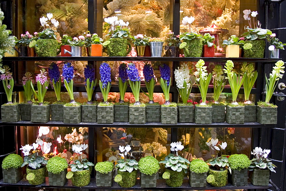 Florist shop window display, near Boulevard Saint Germain, Paris, France