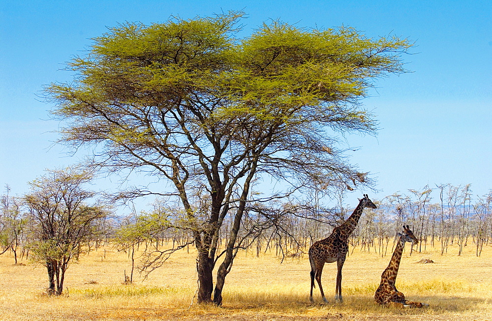 Adult giraffes, Serengeti, Tanzania