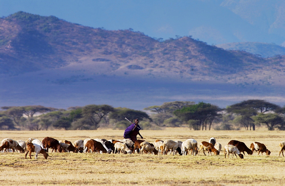 Young Masai Warrior (moran) with his flock, Serengei Plains, Tanzania .