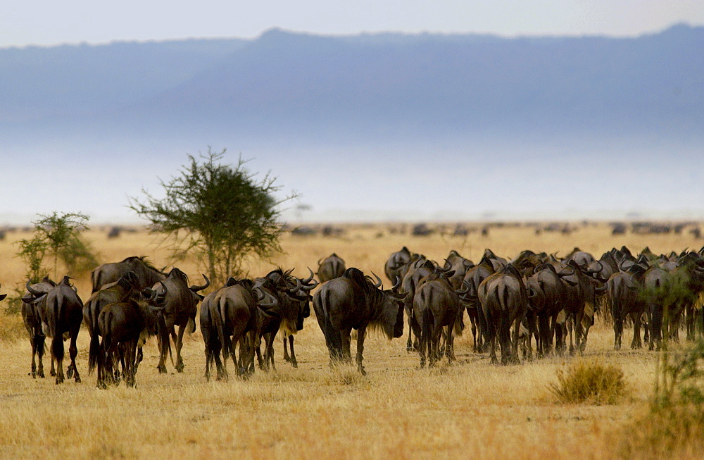 Herd of migrating Blue Wildebeest, Grumeti, Tanzania