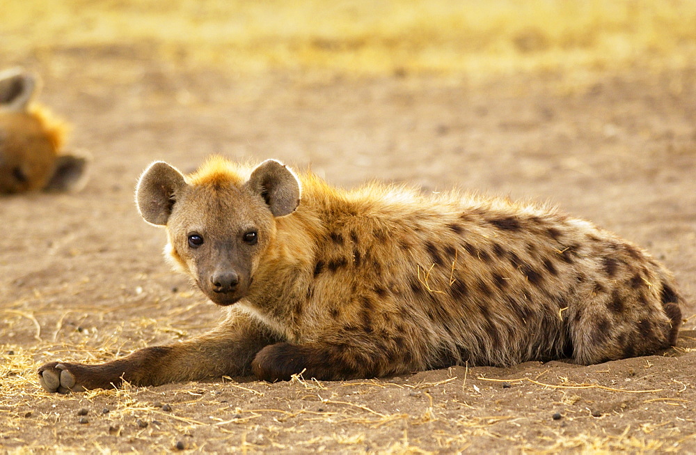 Spotted Hyena  resting, Grumeti, Tanzania