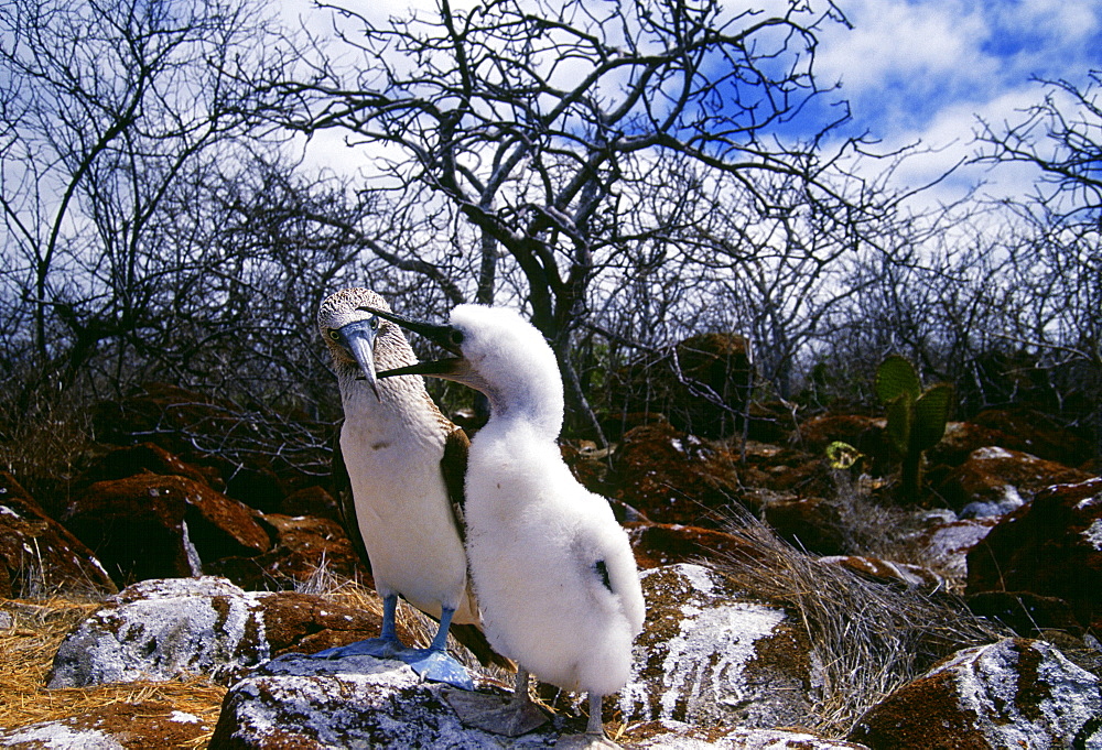 Blue-footed Booby bird feeds juvenile on Galapagos Islands, Ecuador