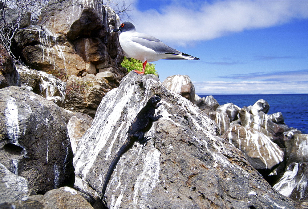 Swallow-tailed seagull and Marine iguana perched on rocks, Galapagos Islands, Ecuador