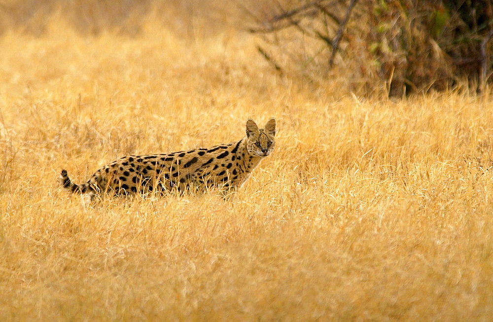 Serval Felis,Tanzania, East Africa