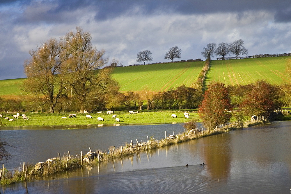 Sheep graze in flooded water meadow in Windrush Valley, Burford, The Cotswolds, UK