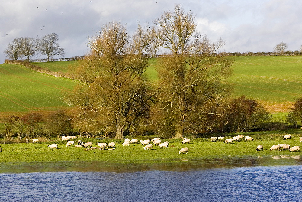 Sheep graze in flooded meadow in Windrush Valley, Burford, The Cotswolds, UK