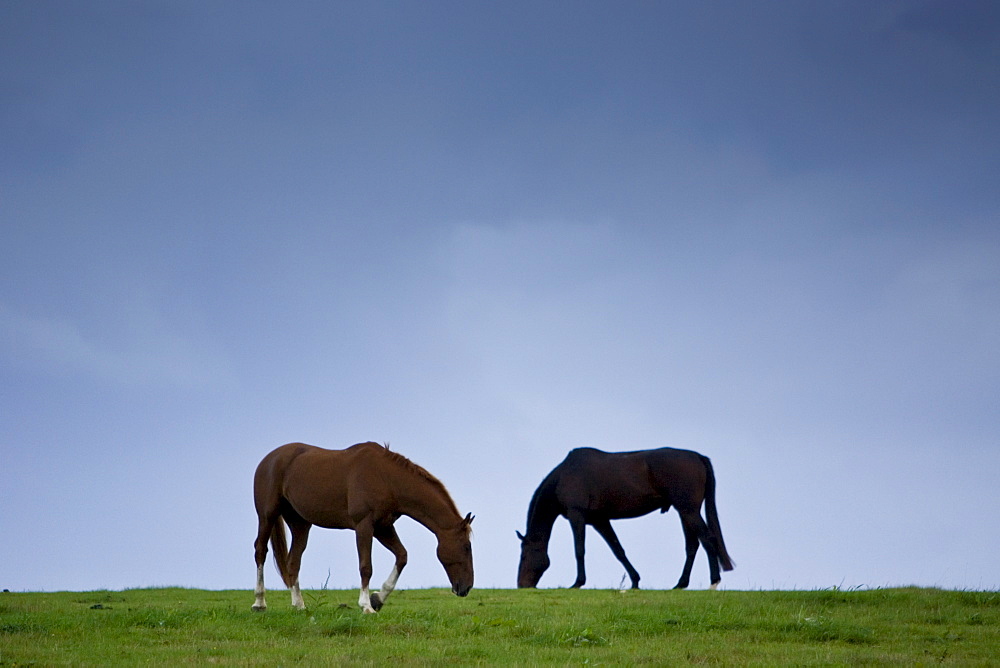 Horses grazing, Cirencester, Gloucestershire, United Kingdom