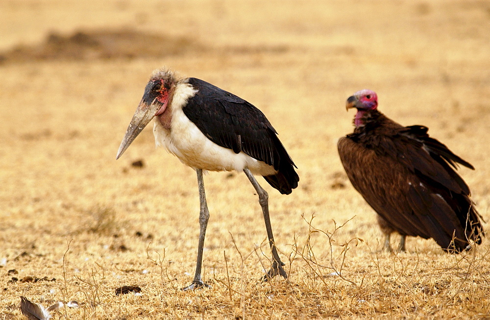 Marabou stork, Grumet, Tanzania, East Africa