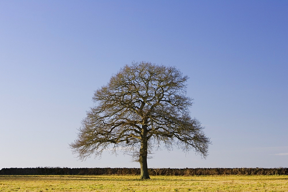 Oak tree, The Cotswolds, Oxfordshire, United Kingdom