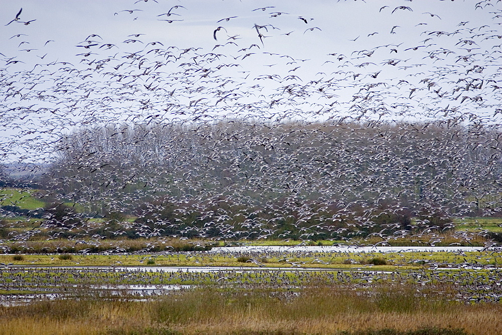 Migrating Pink-Footed geese over-wintering at Holkham, North Norfolk coast, East Anglia, Eastern England