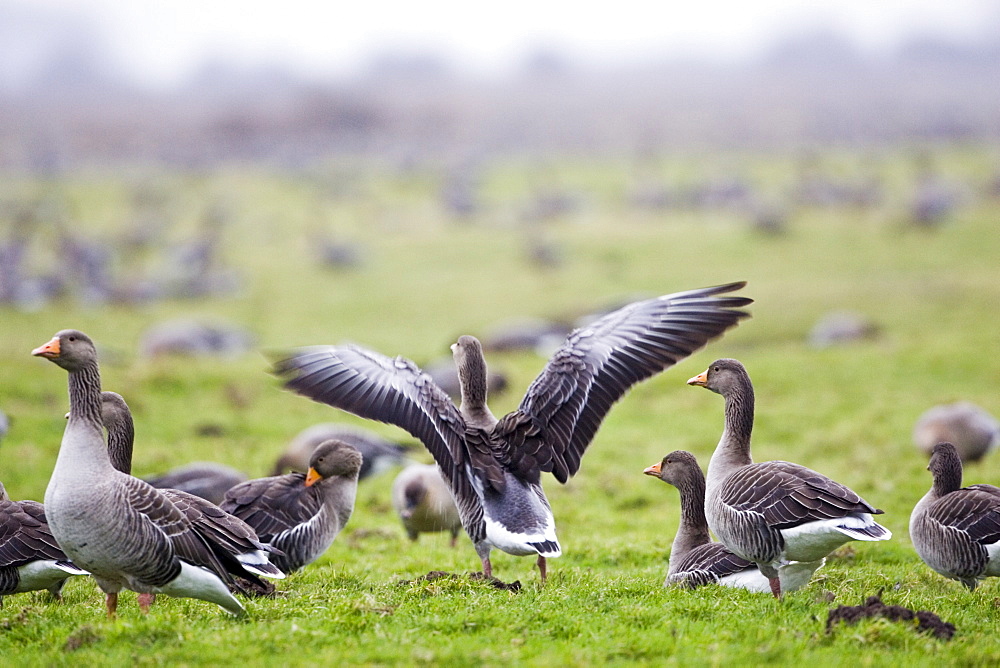 Migrating Pink-Footed geese over-wintering near Holkham, North Norfolk coast, East Anglia, Eastern England