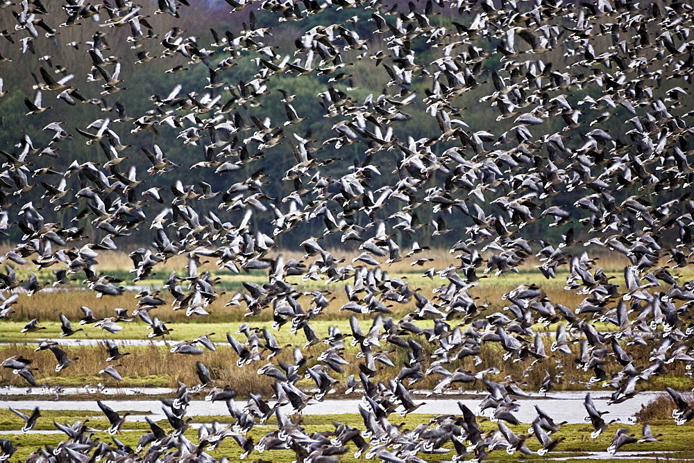 Migrating Pink-Footed geese over-wintering at Holkham, North Norfolk coast, East Anglia, Eastern England