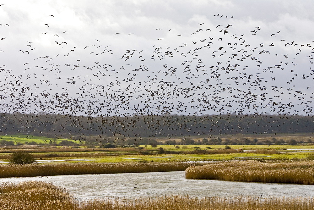 Migrating Pink-Footed geese over-wintering at Holkham, North Norfolk coast, East Anglia, Eastern England